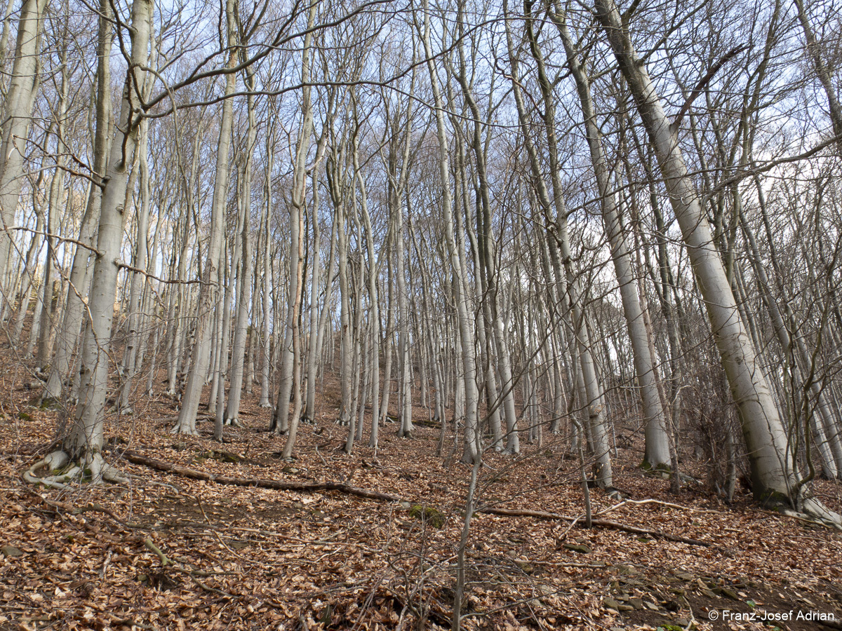 Naturwald-4
