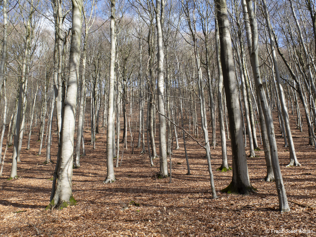 Naturwald-5