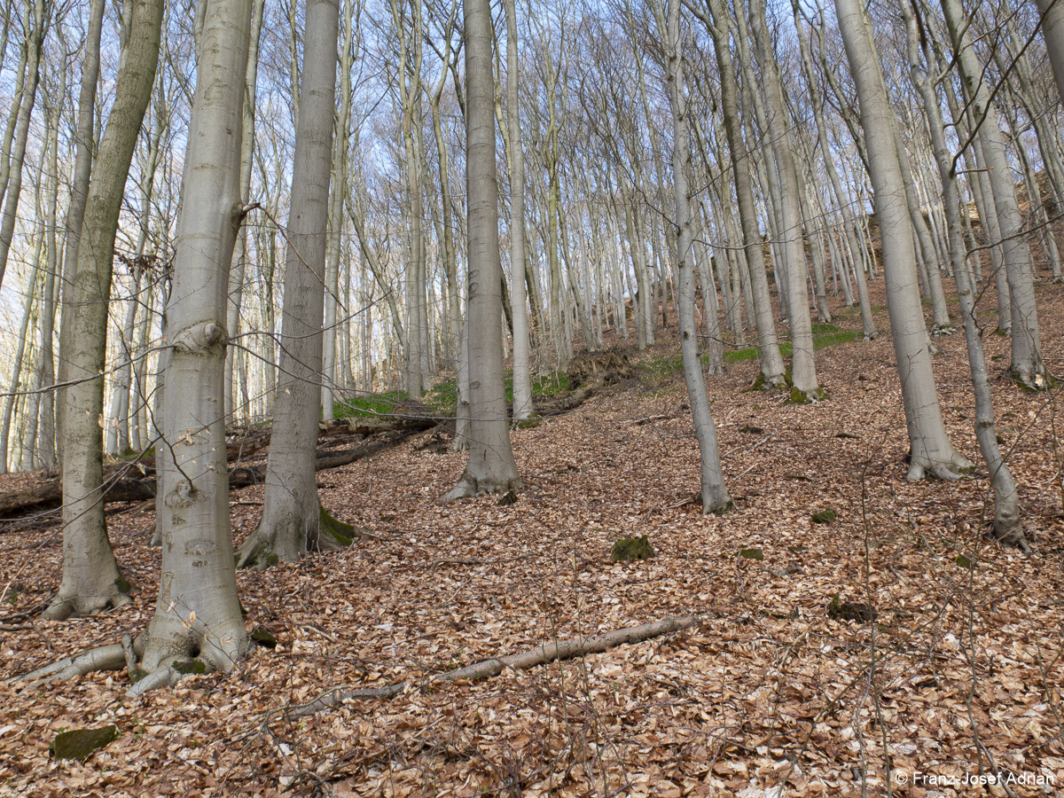Naturwald-Totholz-1