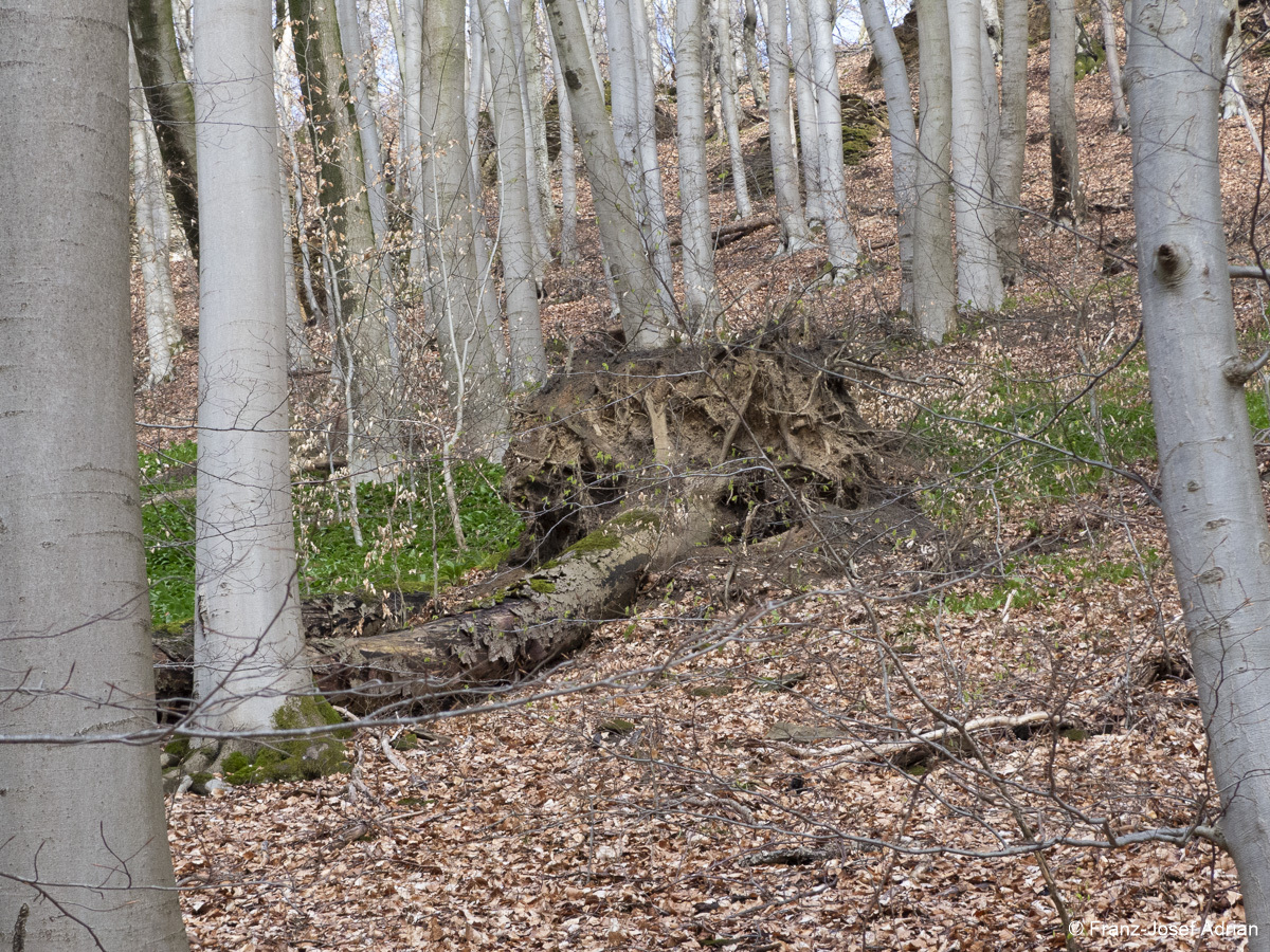 Naturwald-Totholz-2