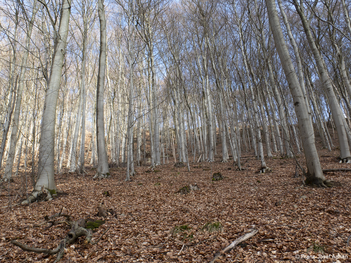Wirtschaftswald-1
