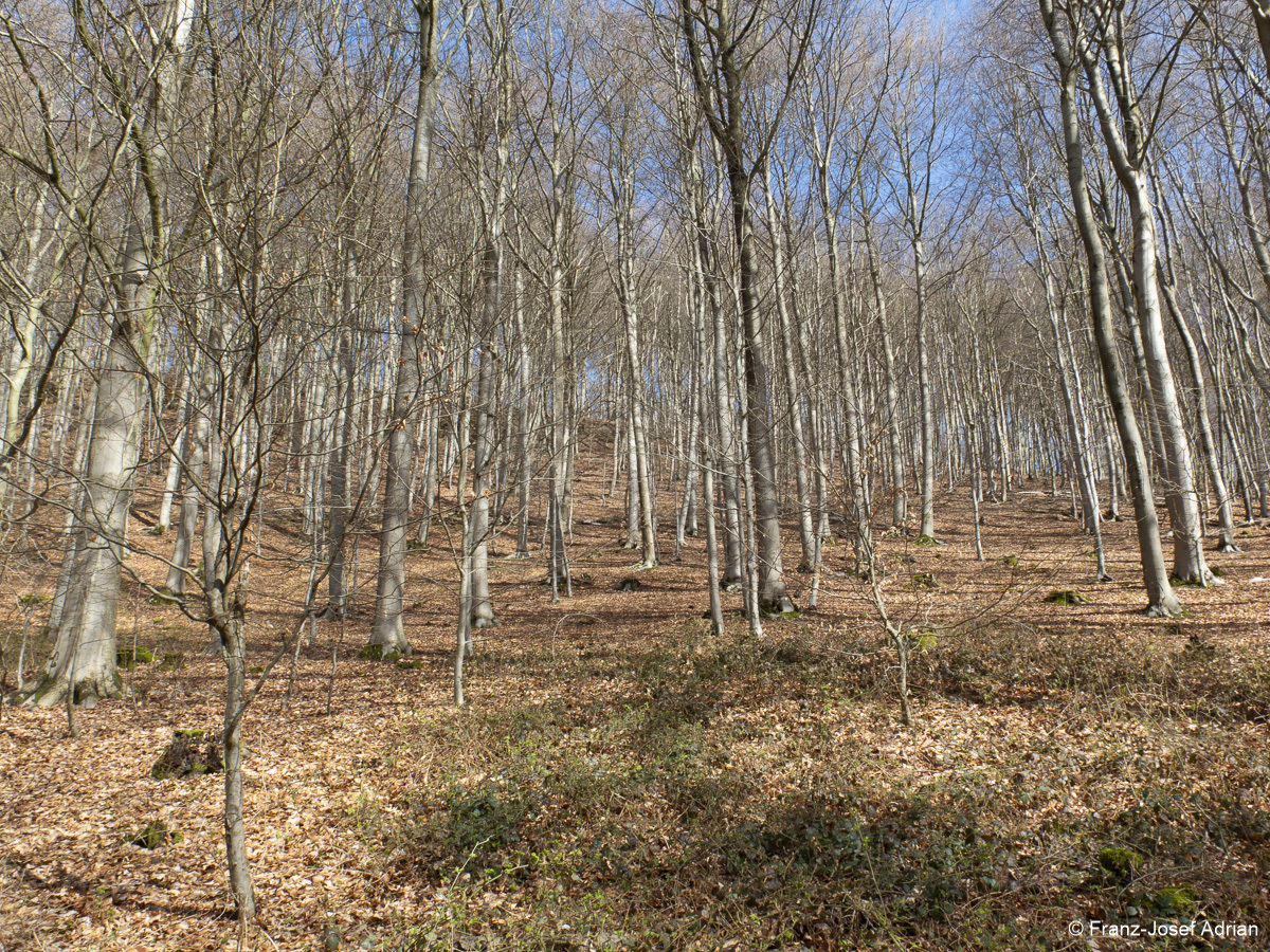 Wirtschaftswald-2