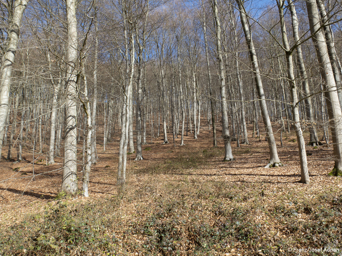 Wirtschaftswald-3
