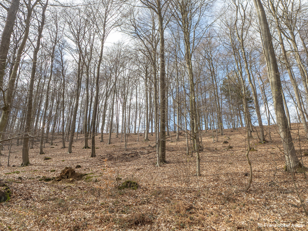 Wirtschaftswald-Nordost-1