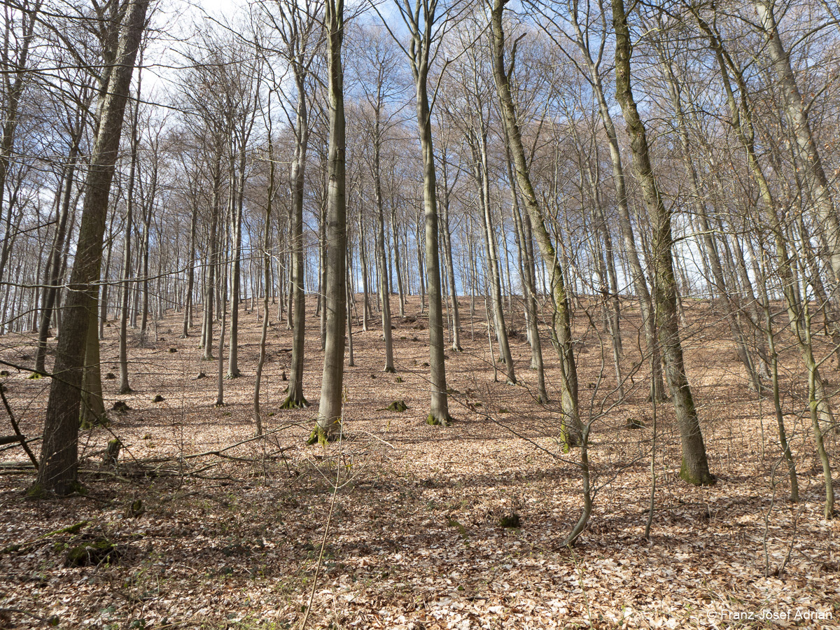 Wirtschaftswald-Nordost-2