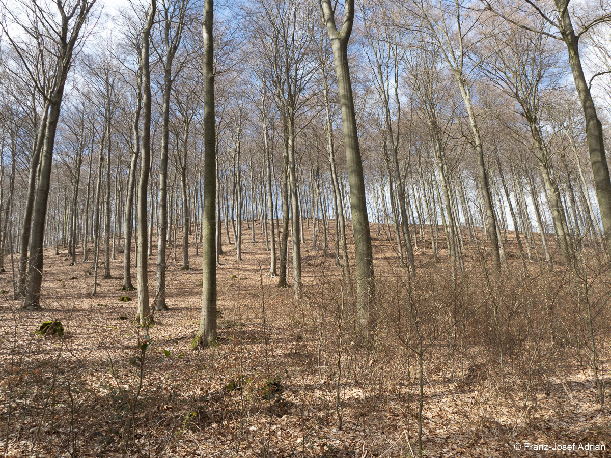 Wirtschaftswald-Nordost-3