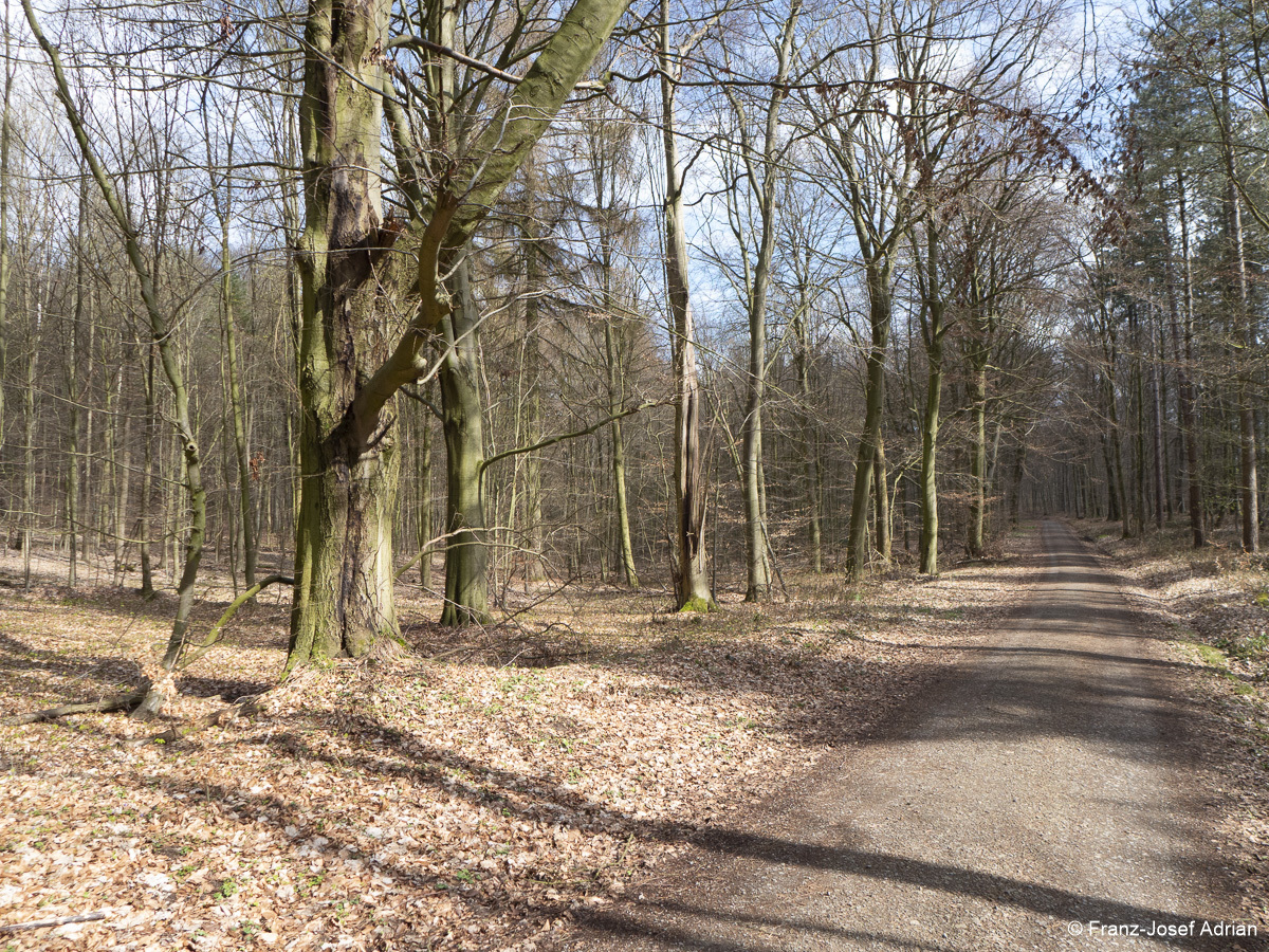 Wirtschaftswald-Nordost-4