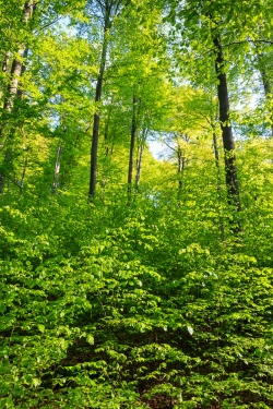 dichte Naturverjüngung unter dem Schirm der Altbuchen
