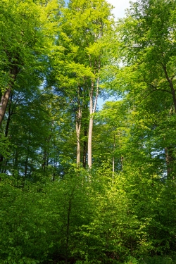 Lichtschacht nach Fällen einzelner Altbuchen