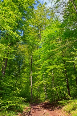 Forstweg im dichten holzreichen Buchenwald