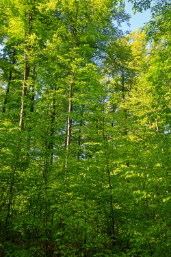 Buchen aus der Zwischenschicht wachsen in ein Kronenloch hinein