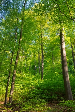 vertikale Struktur im Plenterwald