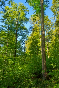 unterschiedlich dicke Buchen auf kleiner Fläche