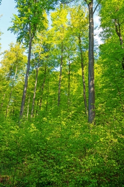 reichlich Naturverjüngung unter aufgelockertem Schirm