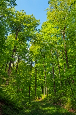 verwilderter Forstweg im Plenterwald