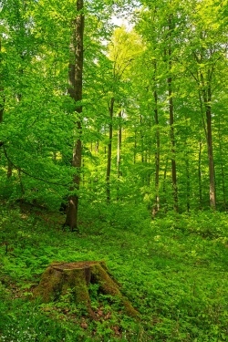 Stubben inmitten der Verjüngungsreserve