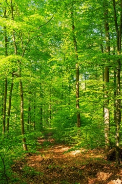 Forstweg durch den vorratsreichem Buchenplenterwald