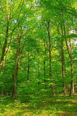 Buchenverjüngung unter dem Schirm der Mutterbäume