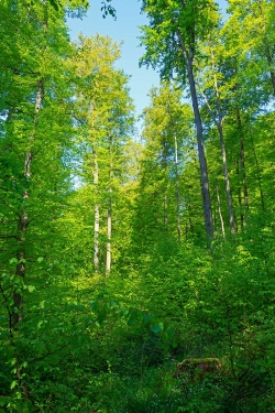 naturnaher Dauerwald