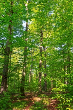 fast reiner Buchenplenterwald