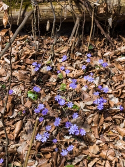 Insektenbestäubung