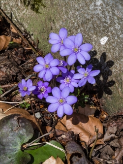 bildet Blätter erst nach Blüte