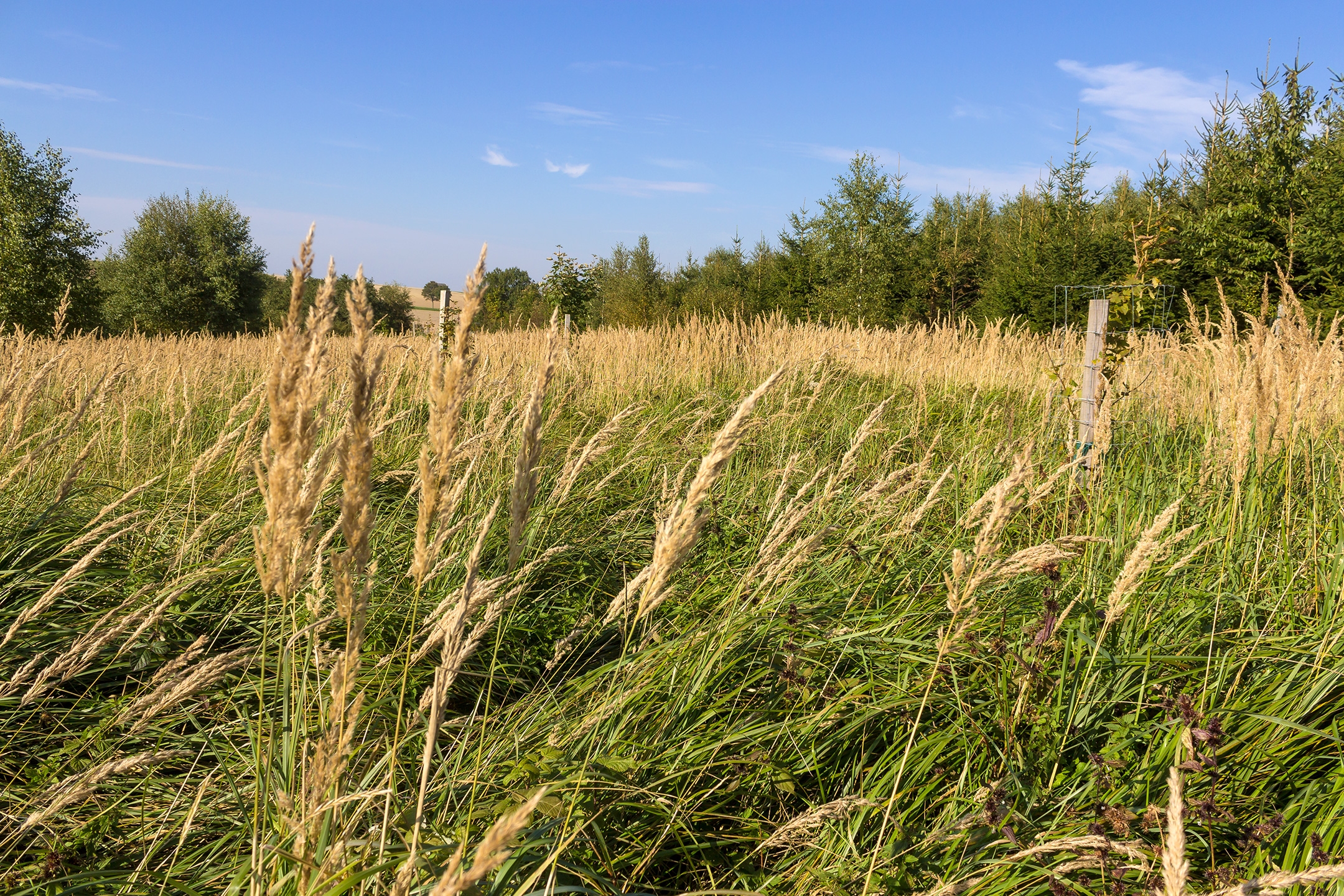 Lichtenau_Wildschaeden_B_1