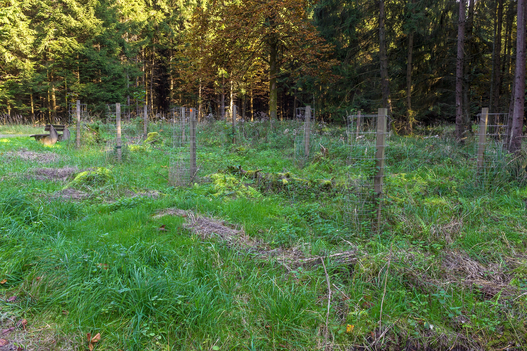 Lichtenau_Wildschaeden_C_1