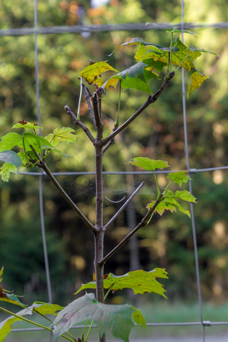 Lichtenau_Wildschaeden_C_2