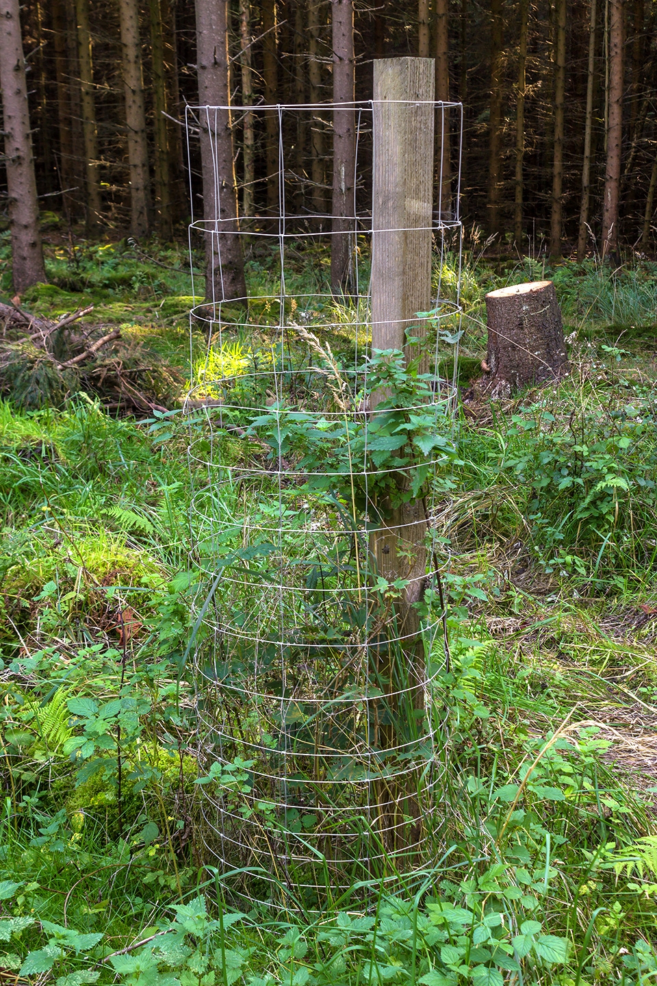 Lichtenau_Wildschaeden_C_3