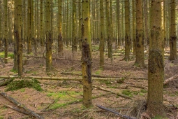 Lichtenau_Wildschaeden_D_1