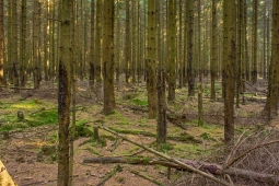 Lichtenau_Wildschaeden_D_2