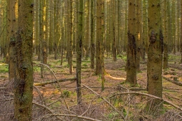 Lichtenau_Wildschaeden_D_3