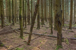 Lichtenau_Wildschaeden_D_4