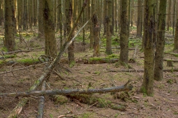 Lichtenau_Wildschaeden_D_5
