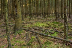 Lichtenau_Wildschaeden_D_6