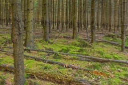 Lichtenau_Wildschaeden_D_7