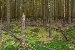 Lichtenau_Wildschaeden_D_8