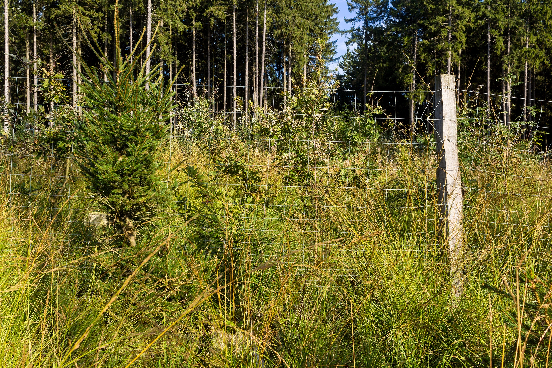 Lichtenau_Wildschaeden_E_1