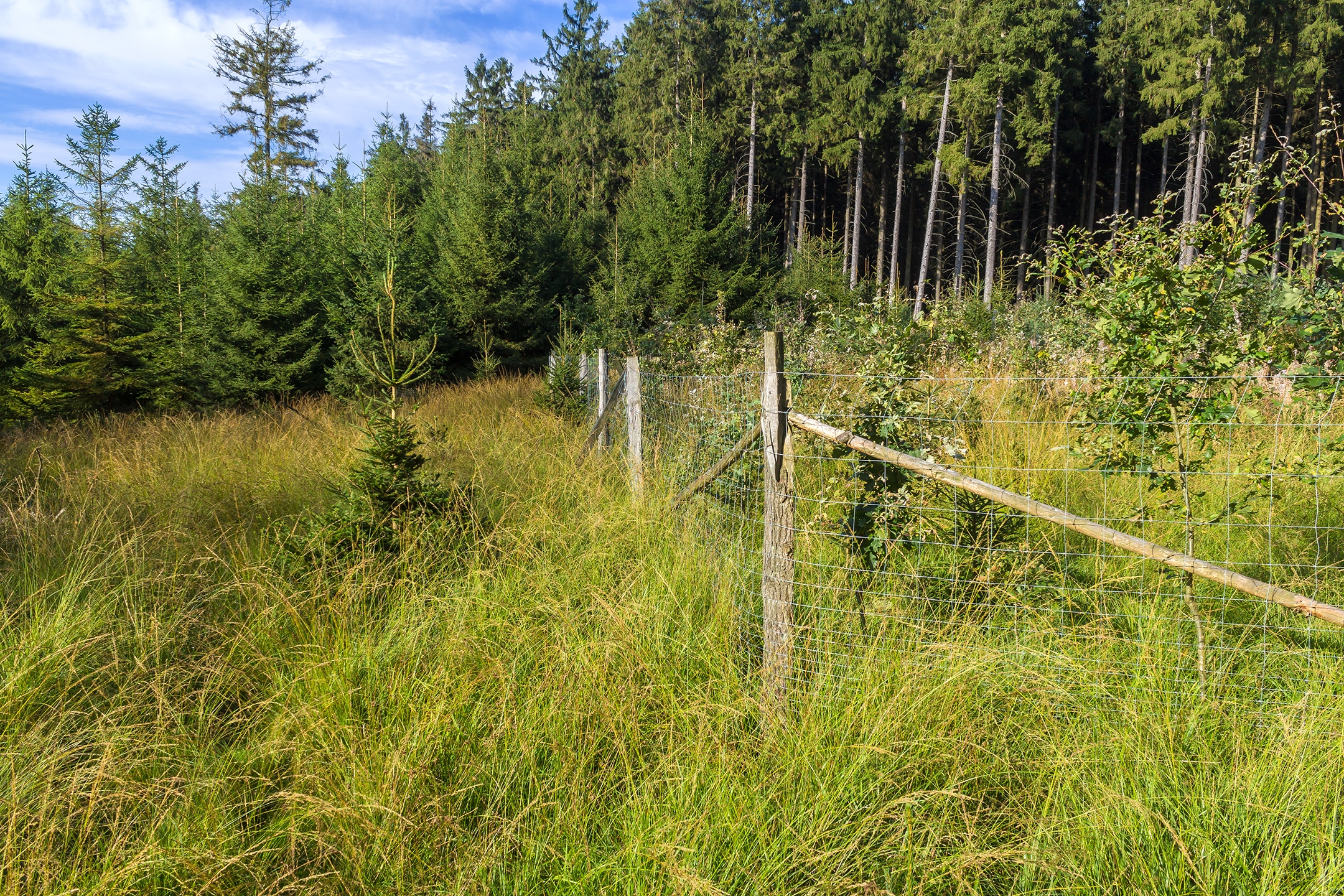 Lichtenau_Wildschaeden_E_2