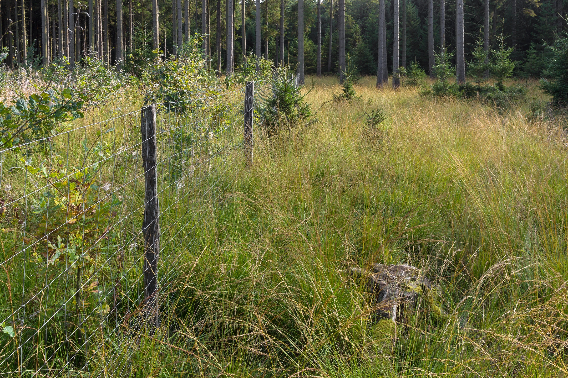 Lichtenau_Wildschaeden_E_4