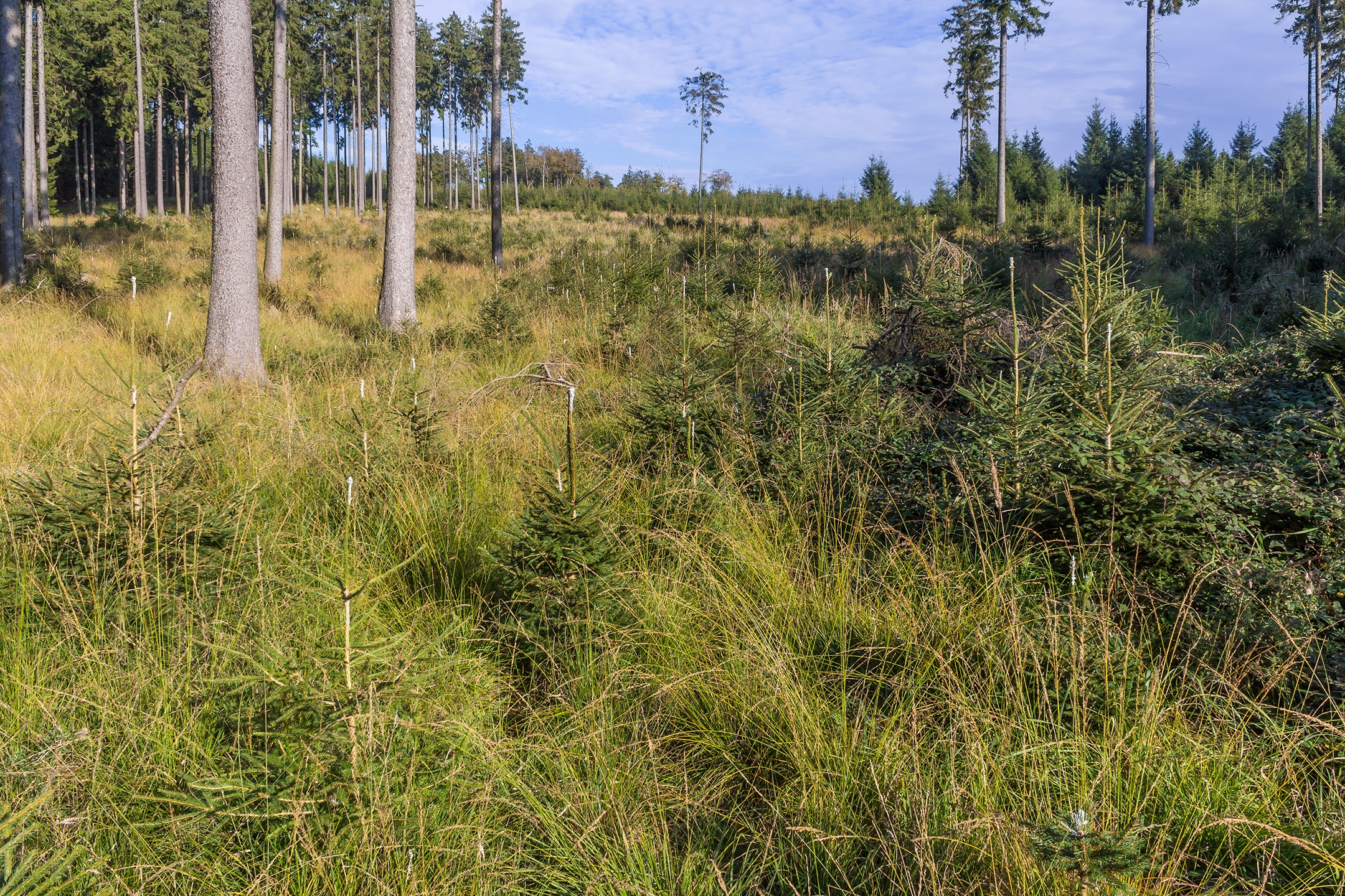Lichtenau_Wildschaeden_F_1