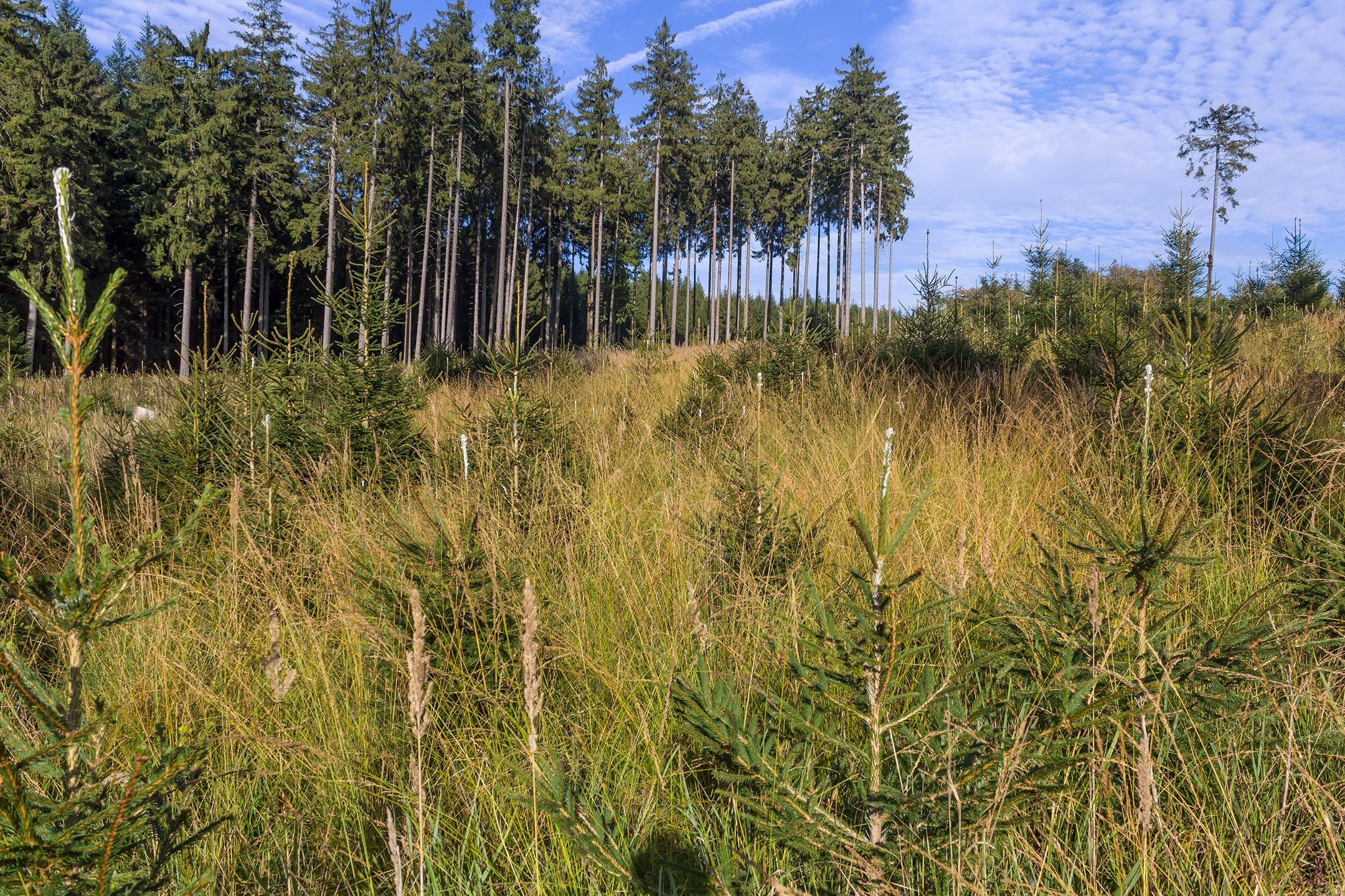 Lichtenau_Wildschaeden_F_2