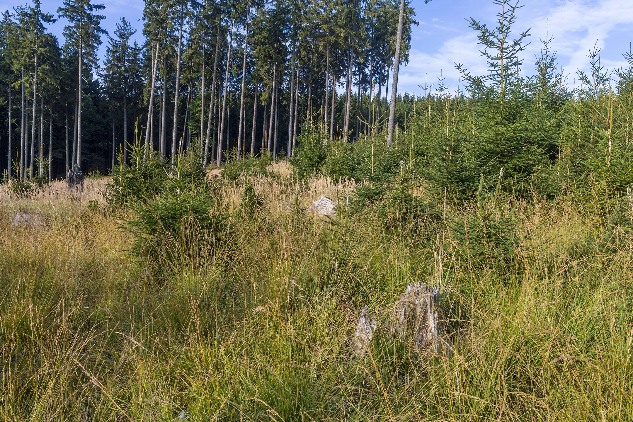 Lichtenau_Wildschaeden_F_4