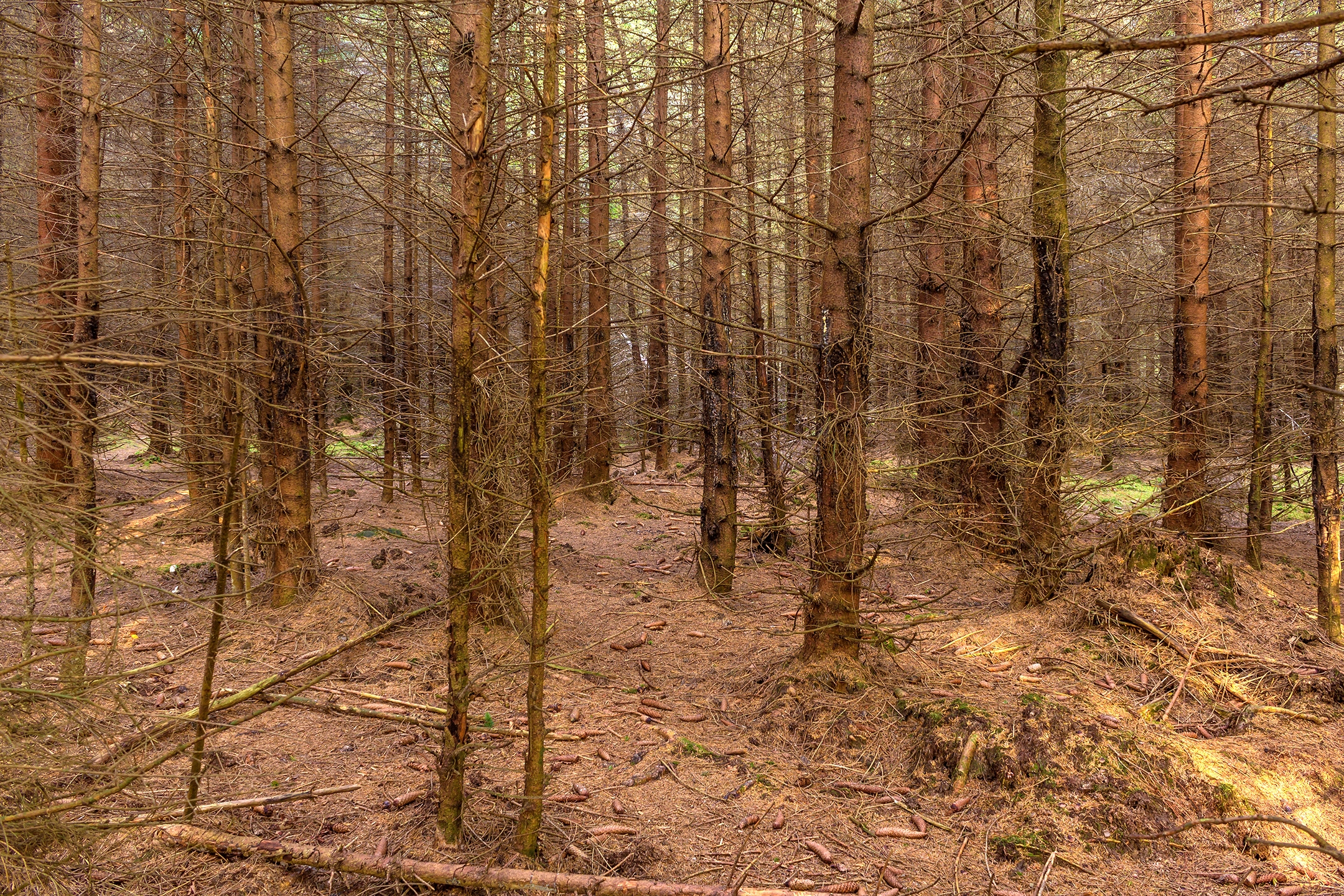 Lichtenau_Wildschaeden_G_1
