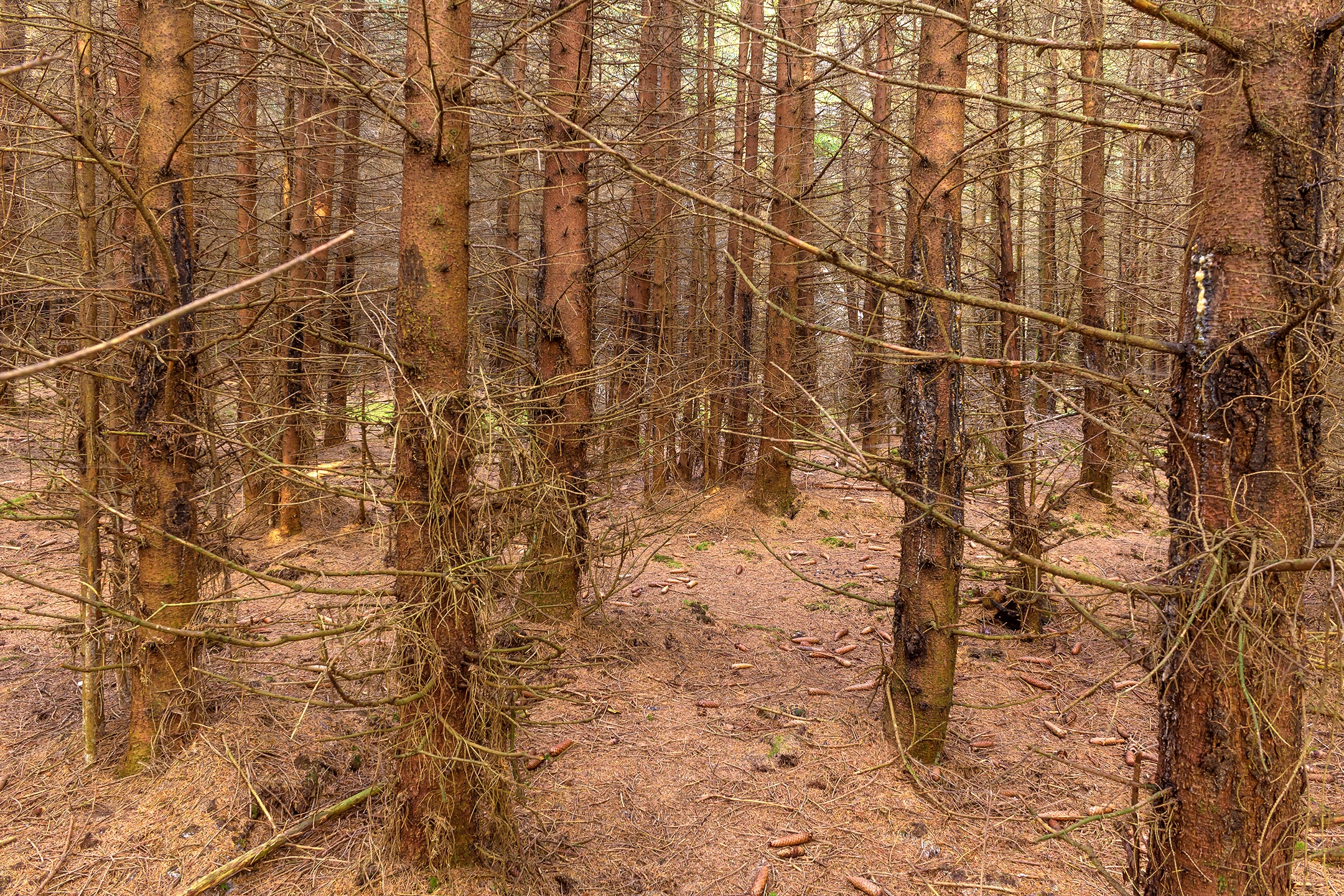 Lichtenau_Wildschaeden_G_2