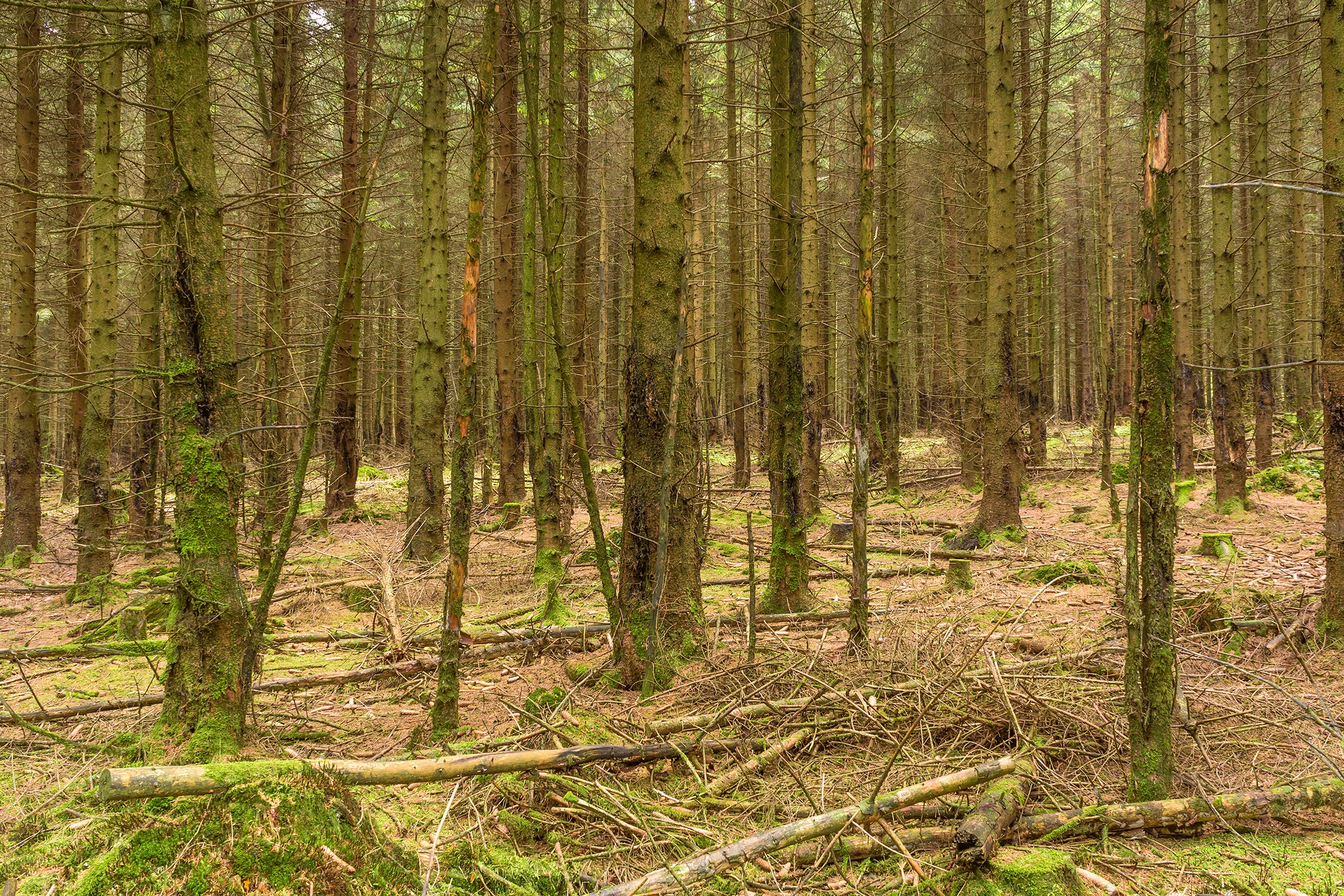 Lichtenau_Wildschaeden_H_1