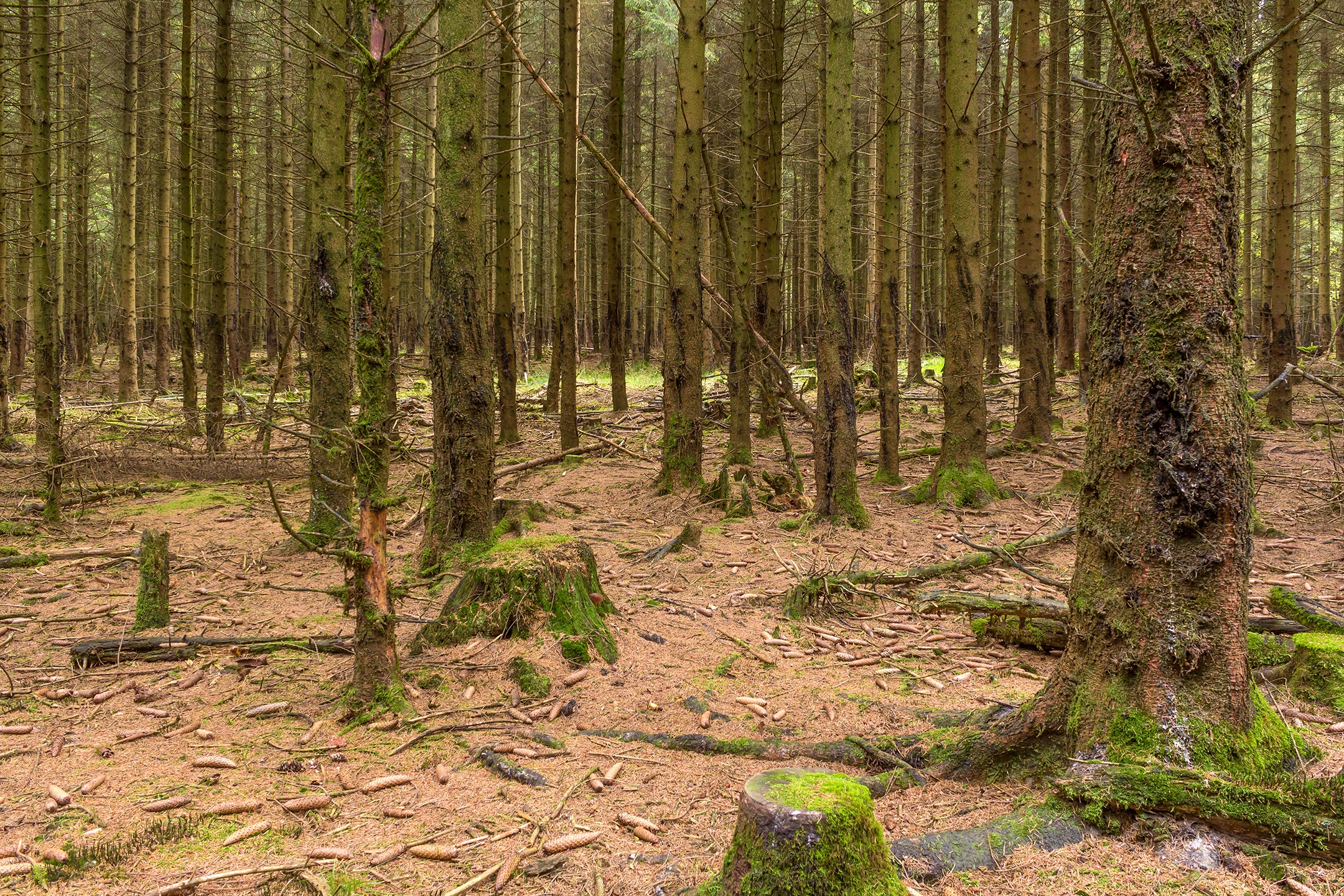 Lichtenau_Wildschaeden_H_2