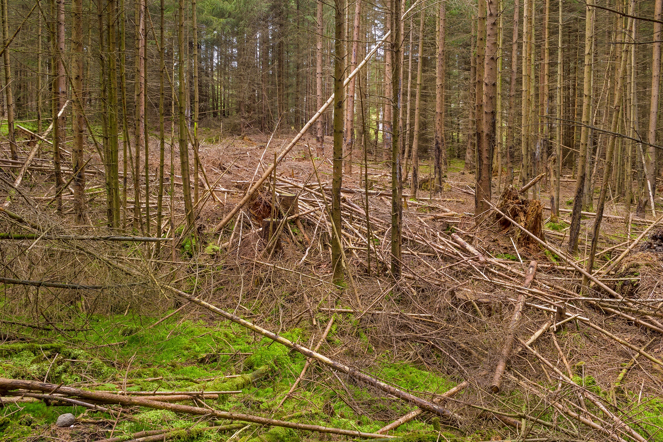 Lichtenau_Wildschaeden_H_3