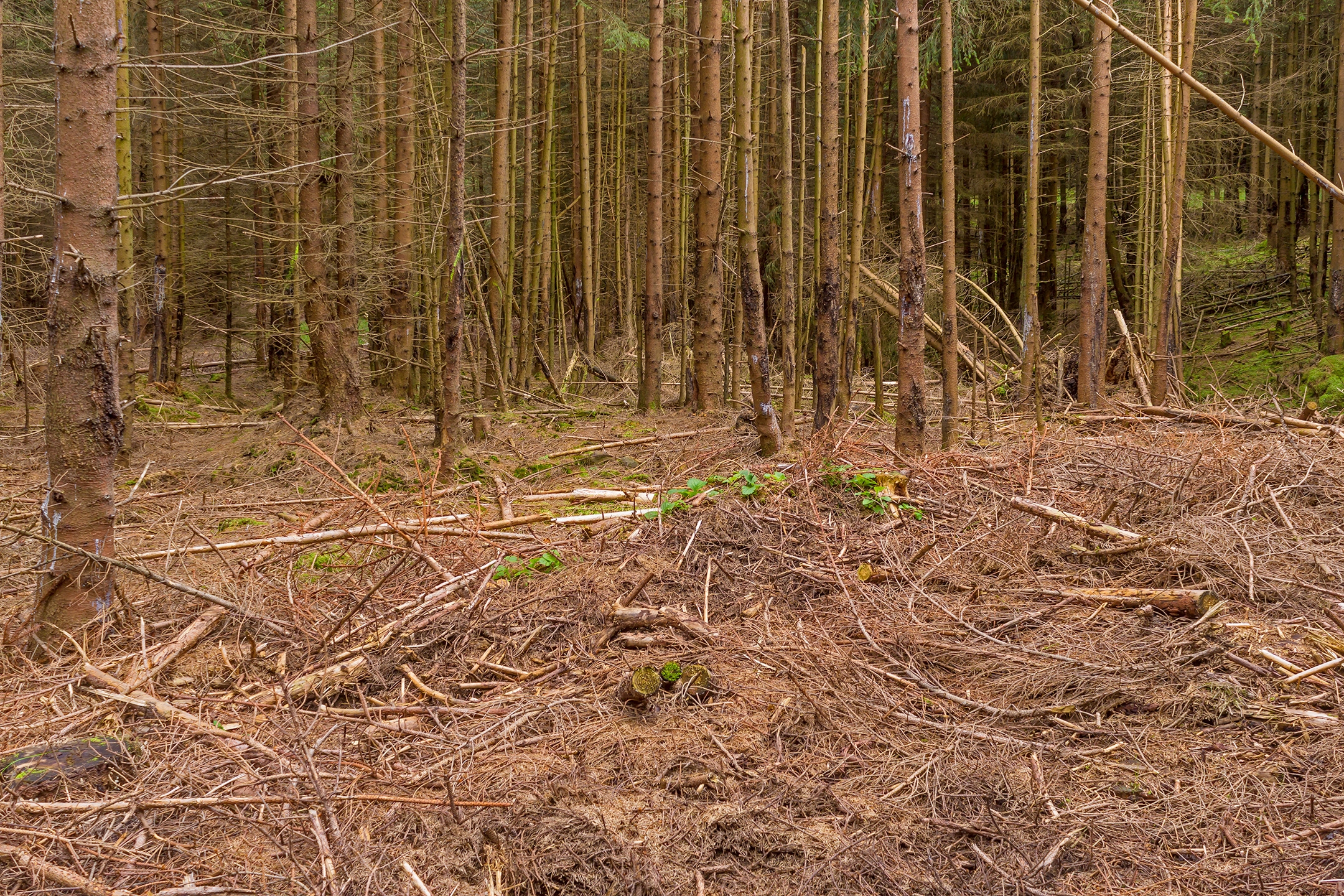 Lichtenau_Wildschaeden_H_4